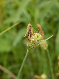 Ostřice plstnatá (Carex tomentosa)