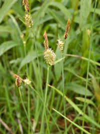 Ostřice plstnatá (Carex tomentosa)