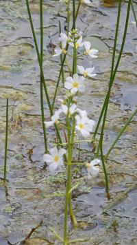 Žebratka bahenní (Hottonia palustris)