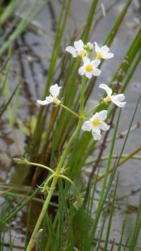Žebratka bahenní (Hottonia palustris)