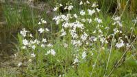 Žebratka bahenní (Hottonia palustris)