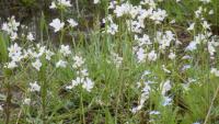 Žebratka bahenní (Hottonia palustris)