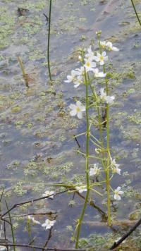 Žebratka bahenní (Hottonia palustris)