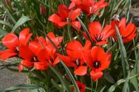 Tulipán lnolistý (Tulipa linifolia)