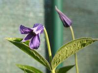 Plamének celolistý (Clematis integrifolia)