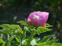Pivoňka lékařská (Paeonia officinalis)