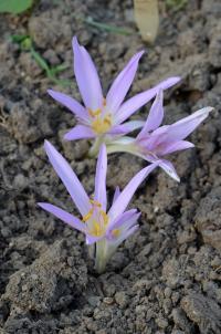Ocún jesenní (Colchicum autumnale)