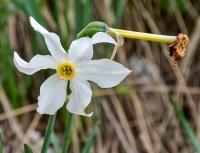 Narcis bílý (Narcissus poeticus subsp radiiflorus) Narcis bílý (Narcissus poeticus subsp radiiflorus)