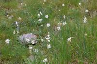 Narcis bílý (Narcissus poeticus subsp radiiflorus) Narcis bílý (Narcissus poeticus subsp radiiflorus)