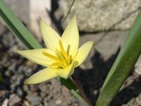 Tulipán - bledě žlutý květ (Tulipa dasystemon)
