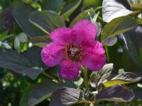 Pivoňka kavkazská (Paeonia caucasica)