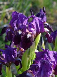 Kosatec iberský (Iris lutescens)