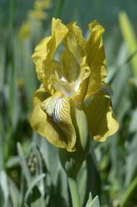 Kosatec (Iris schachtii)