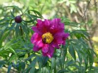 Pivoňka (Paeonia intermedia)