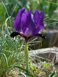 Kosatec (Iris paradoxa)