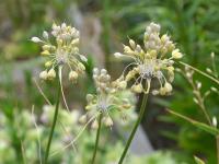 Česnek žlutý (Allium flavum subsp tauricum)