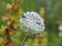 Česnek (Allium guttatum)
