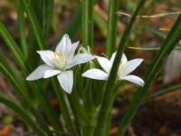 Snědek cibulkatý (Ornithogalum exscapum)