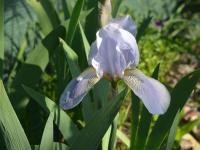 Kosatec (Iris junonia)