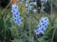 Stračka (Delphinium speciosum)