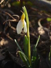 Sněženka podsněžník 'Schwefelfee' (Galanthus nivalis)