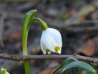 Bledule jarní (Leucojum vernum)
