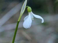 Sněženka (Galanthus krasnovii)