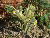 Kosatec perský (Iris persica)