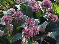 Česnek karatavský (Allium karataviense subsp henrikii)