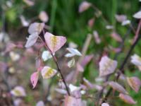 Zmarlika kanadská 'Carolina Sweetheart' (Cercis canadensis)