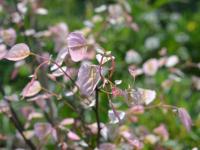 Zmarlika kanadská 'Carolina Sweetheart' (Cercis canadensis)