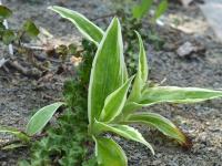Trojhrotka (Tricyrtis ohsumiensis)