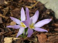Ocún (Colchicum szovitsii subsp brachyphyllumi)