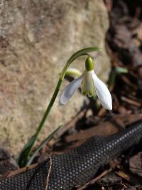 Sněženka (Galanthus subalpinus)