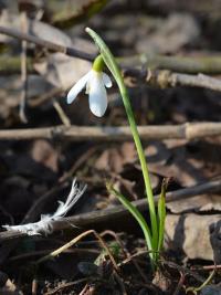 Sněženka (Galanthus subalpinus)