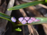 Ladoňka (Scilla nivalis)