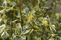 Zimostráz vždyzelený (Buxus sempervirens)