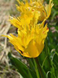 Tulipán 'Sunny Leo' - Darwin hybridy