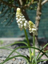 Modřenec hroznatý 'Album' (Muscari cf neglectum)