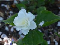 Trojčetka velkokvětá 'Snow Bunting' (Trillium grandiflorum)
