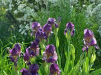 Kosatec (Iris x seminaturalis)