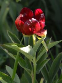 Pivoňka (Paeonia parnassica)