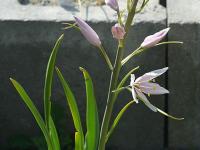 Ladoník Leichtlinův 'Pink Star' (Camassia leichtlinii)