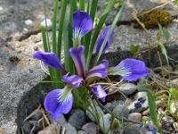 Kosatec pontský (Iris pontica)