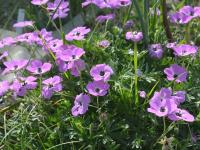 Kakost (Geranium subcaulescens)