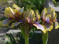 Kosatec 'Vera-Olivia' - Aril hybridy