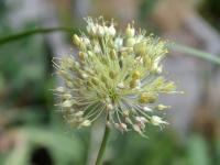 Česnek (Allium petraeum)