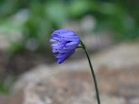 Česnek sikkimský (Allium sikkimense)