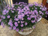 Všelicha (Brachyscome)