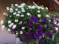 Všelicha (Brachyscome)